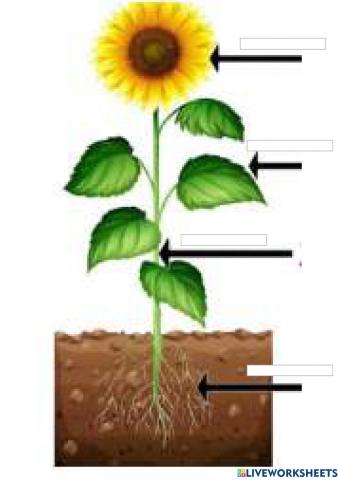 Parts of a plant
