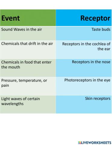 Sense Receptor Match