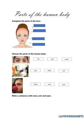 Parts of the human body