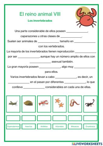 El reino animal VIII - Los invertebrados