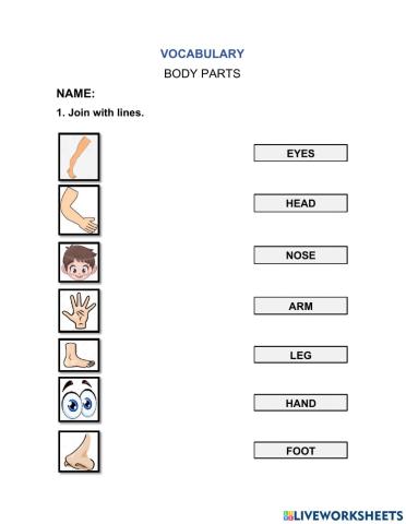Vocabulary: body parts