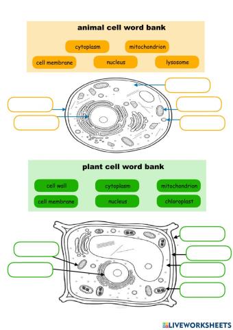Animal and plant cell parts