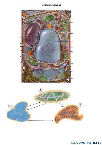 Клітина і тканини рослин. Вегетативні органи