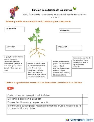 Funciíon de nutrición de las plantas