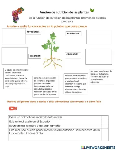 Funciíon de nutrición de las plantas