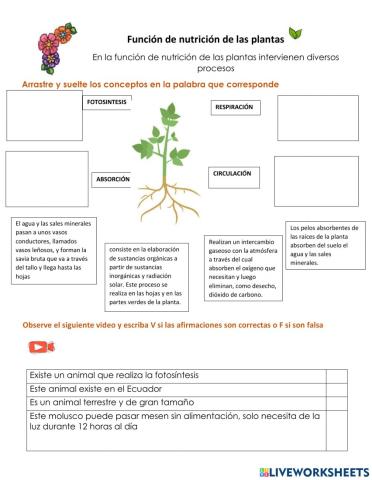Funciíon de nutrición de las plantas