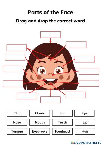Parts of the Face