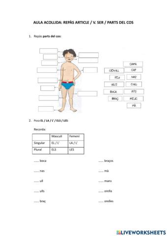 Aula acollida-El Cos i els articles