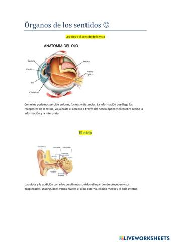 Los organos de los sentidos