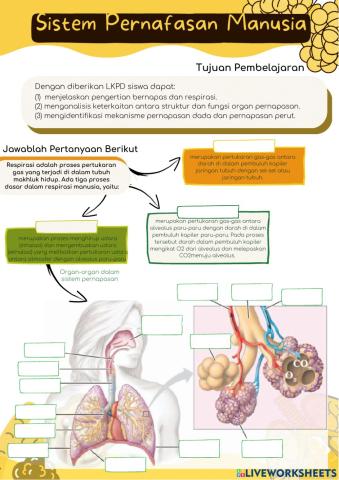 Struktur Organ & Mekanisme Pernapasan