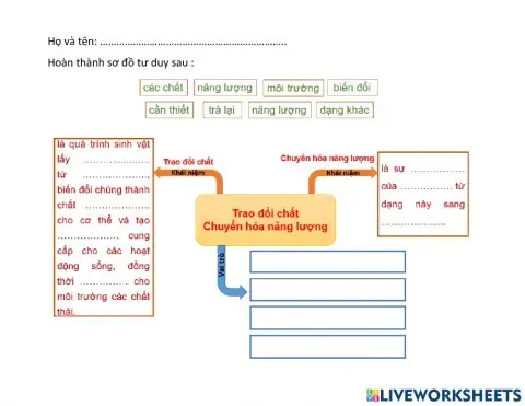 Sơ đồ trao đổi chất và chuyển hóa NL
