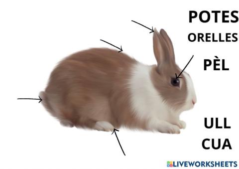 Parts del conill