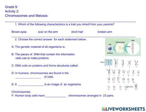 Chromosomes and Meiosis
