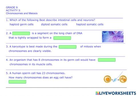 Chromosomes and Meiosis