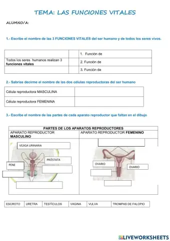 Las funciones vitales del ser humano