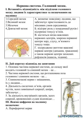 Нервова система