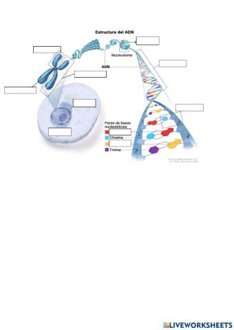 Estructura ADN