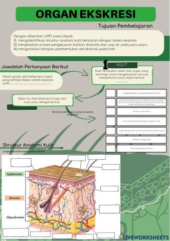 Organ Ekskresi (Kulit, Paru-paru & Hati)
