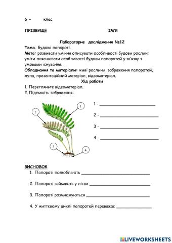 Лабораторне дослідження будови папороті