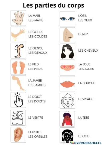 Les parties du corps