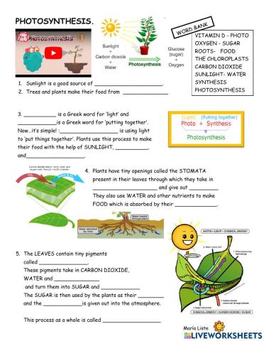 Video-worksheet PHOTOSYNTHESiS