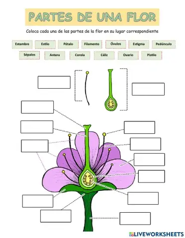 Partes de una flor