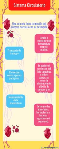 Sistema circulatorio