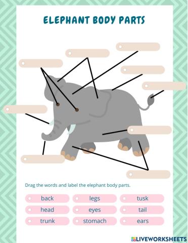 Elephant Body Parts
