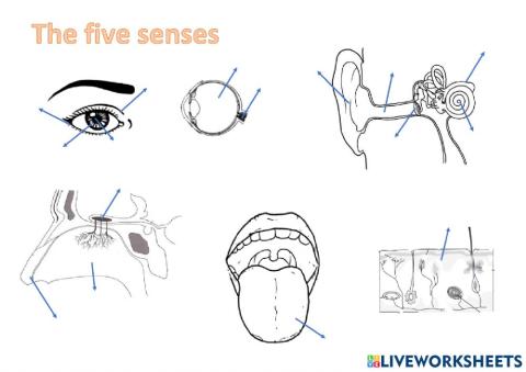 The five senses