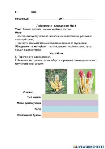 Лабораторне дослідження будови пагонів та шишок хвойних рослин.