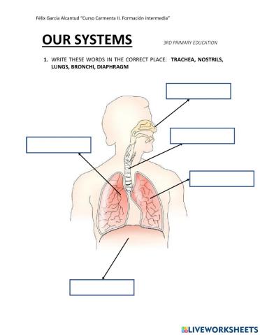Respiratory and nervous system
