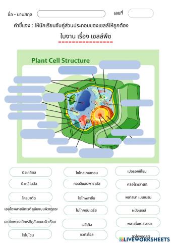 ใบงานเรื่องเซลล์พืชและเซลล์สัตว์