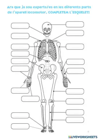 Els ossos de l'aparell locomotor