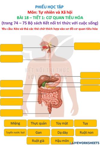Phiếu TNXH - BÀI 18 – TIẾT 1: CƠ QUAN TIÊU HÓA
