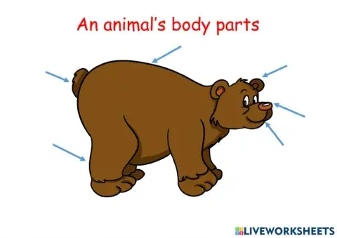 Animal body part