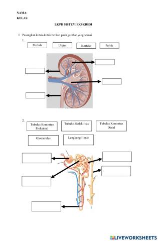 Lkpd sistem ekskresi