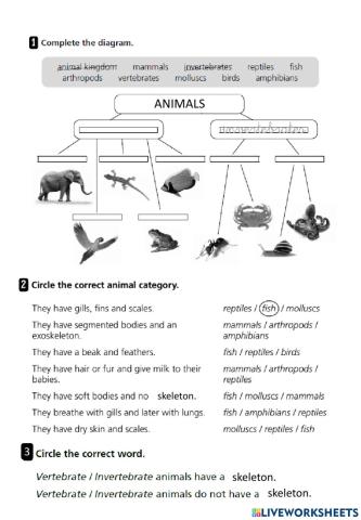 Animals review worksheet
