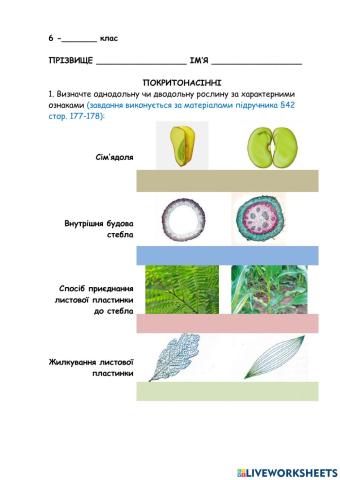 Характерні ознаки дводольних, однодольних покритонасінних рослин