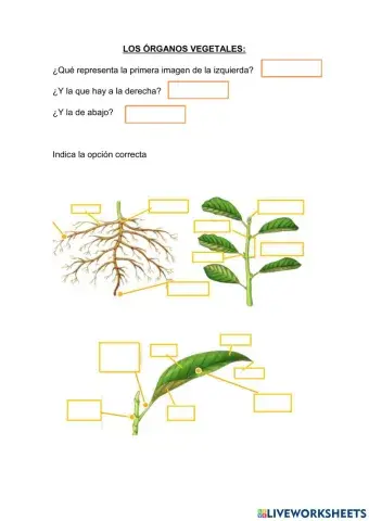 Los órganos vegetales