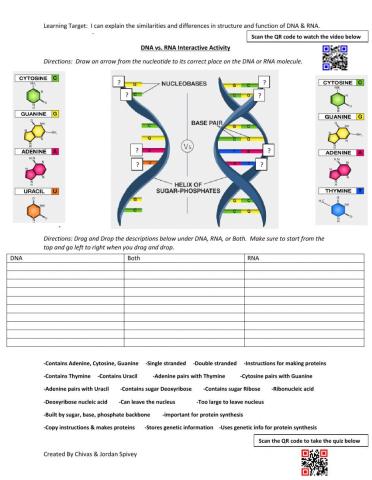 DNA vs. RNA Interactive Activity Update
