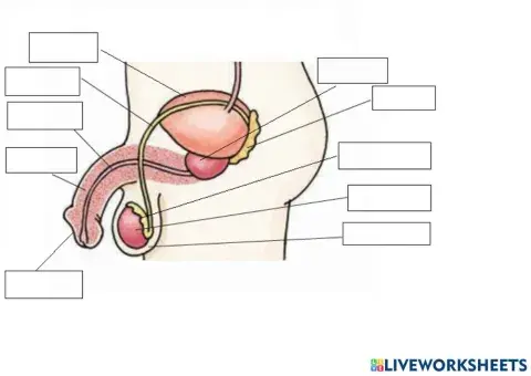 Sistema Reproductor Masculino
