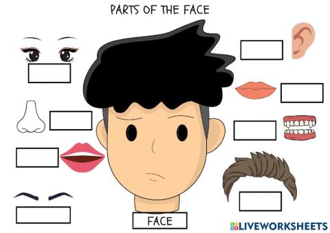 Partes de la cara en inglés