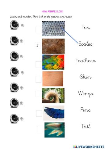 How animals look like