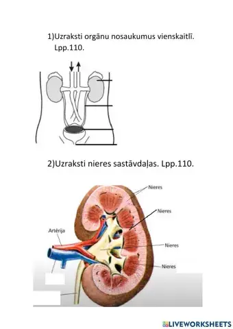 Urīnizvadorgānu sistēmas uzbūve