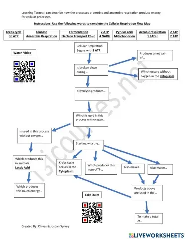 Aerobic vs. Anaerobic Respiration Flow Map