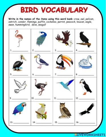 Birds Vocabulary Fill in the blanks