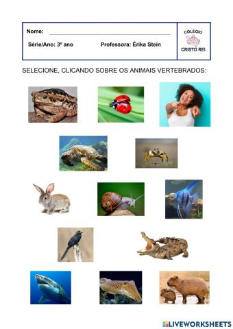 Vertebrados 3
