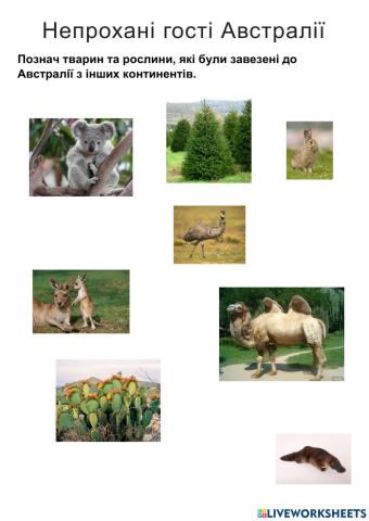 Непрохані гості Австралії