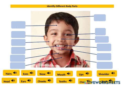 Identify the different body parts