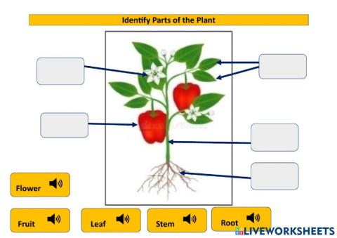 Identify part of the plants